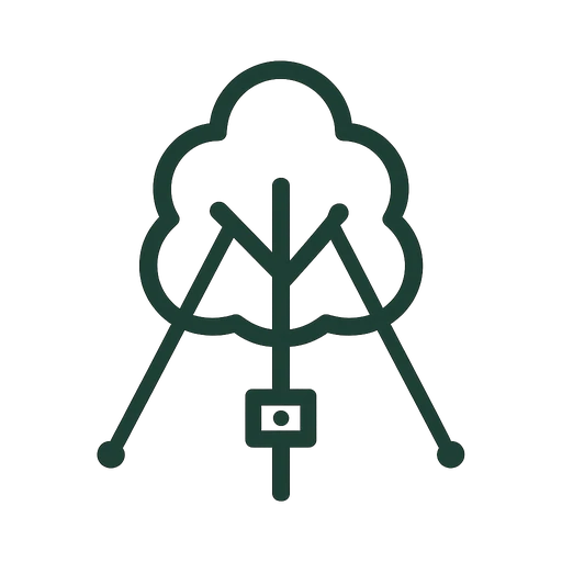Support cabling installed between two limbs to stabilize a mature tree
